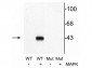 Anti-MEK1 (Thr292) Antibody